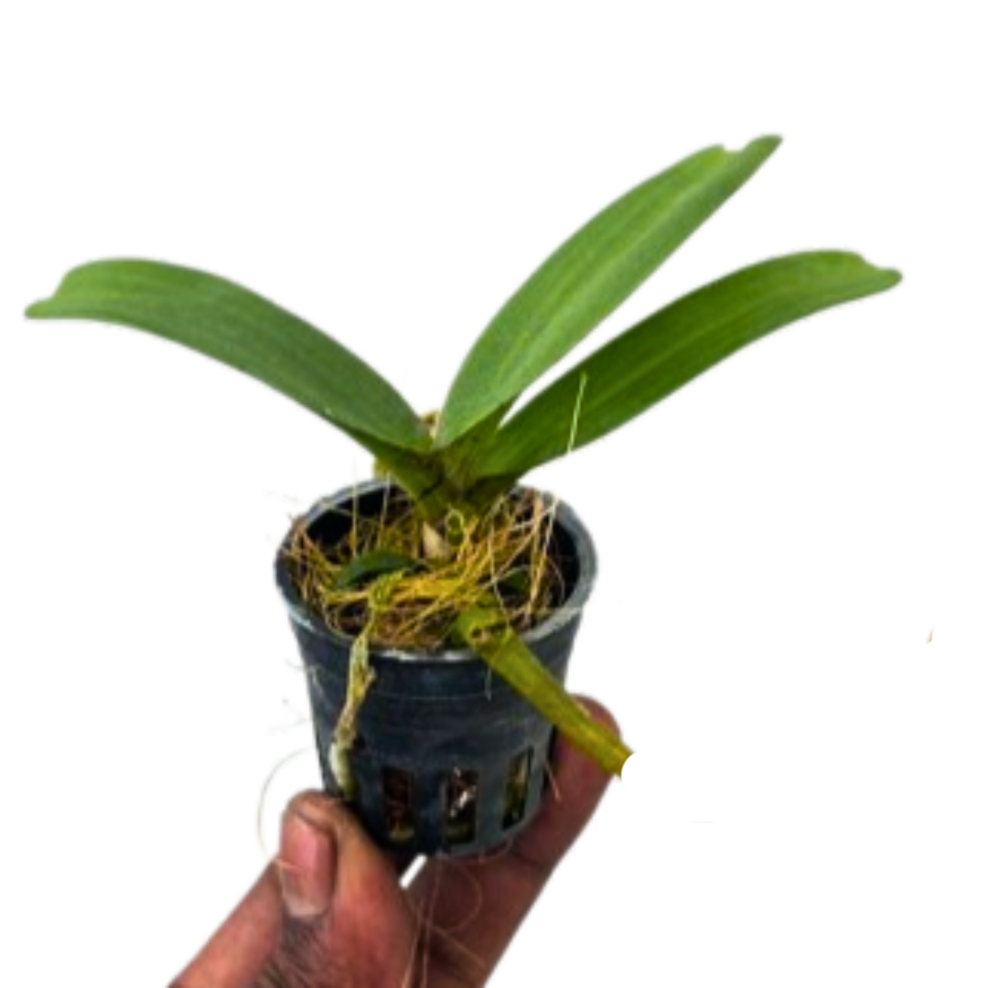 Rhynchostylis Gigantea Orange orchid plant with thick strap leaves and aerial roots, hanging tropical orchid, foxtail orchid India for hanging and orchid collection