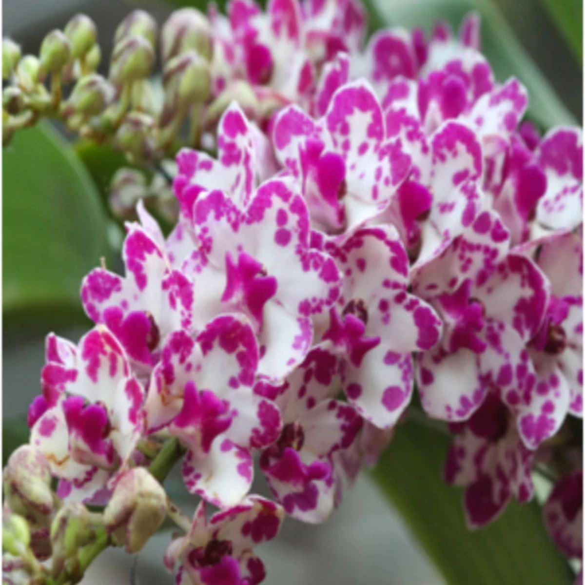 Rhynchostylis Gigantea Ply flower spike with clusters of small white and light pink spotted blooms forming a dense foxtail shape, fragrant tropical orchid grown in India