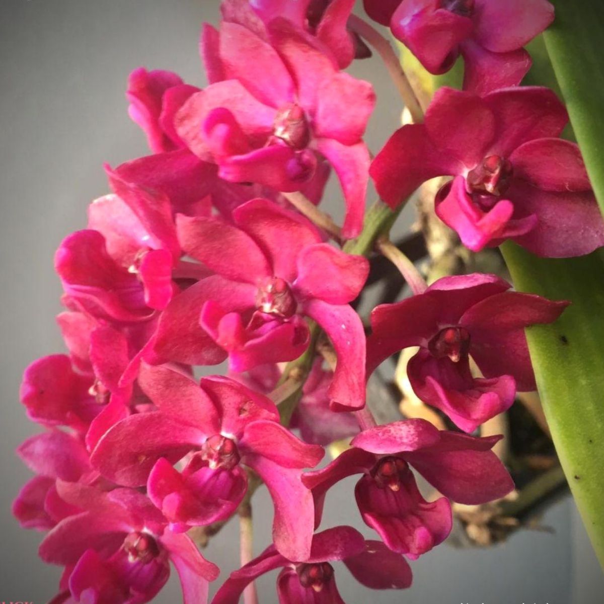 Rhynchostylis Gigantea Red orchid flower spike with dense cluster of small bright red blooms forming a hanging foxtail shape, fragrant tropical orchid in India
