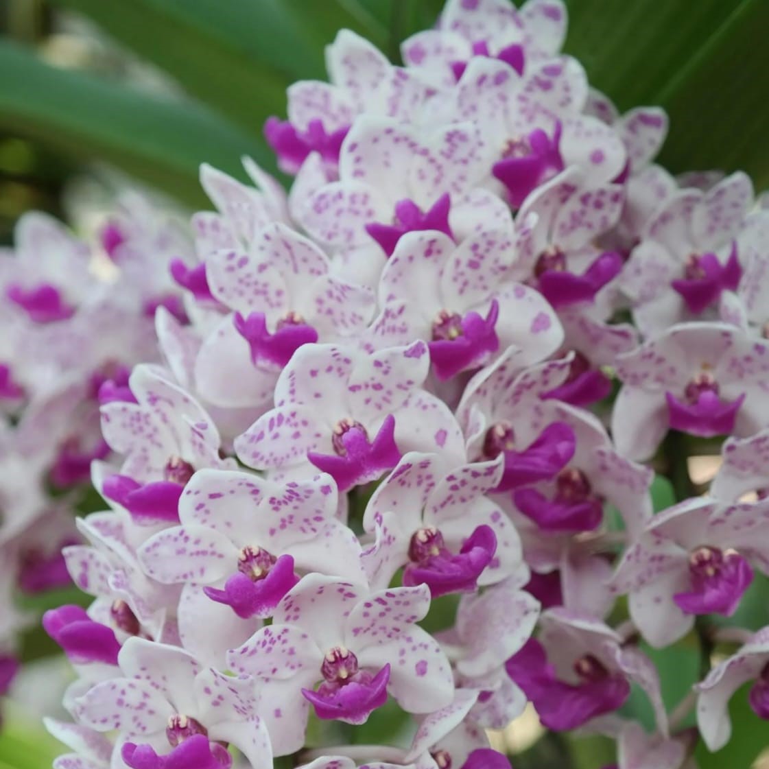 Rhynchostylis Gigantea Spotted orchid flower cluster with white blooms covered in pink magenta spots, fragrant foxtail orchid, exotic Rhynchostylis orchid India