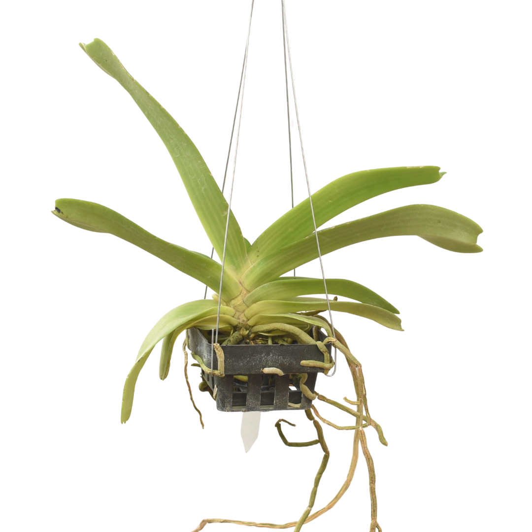 Rhynchostylis Gigantea Spotted orchid plant with long strap leaves and aerial roots in hanging setup, healthy tropical orchid for Indian climate, ideal for orchid collectors and home garden display