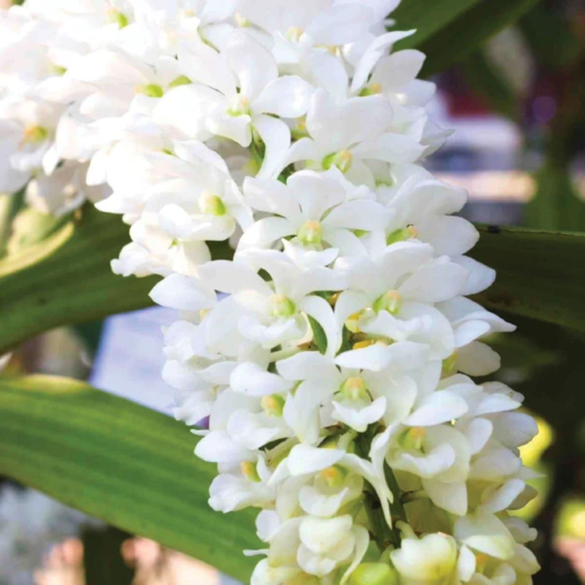 Rhynchostylis Gigantea White bloom displaying tightly packed white flowers with a smooth waxy finish and subtle fragrance, a hanging foxtail orchid variety in India
