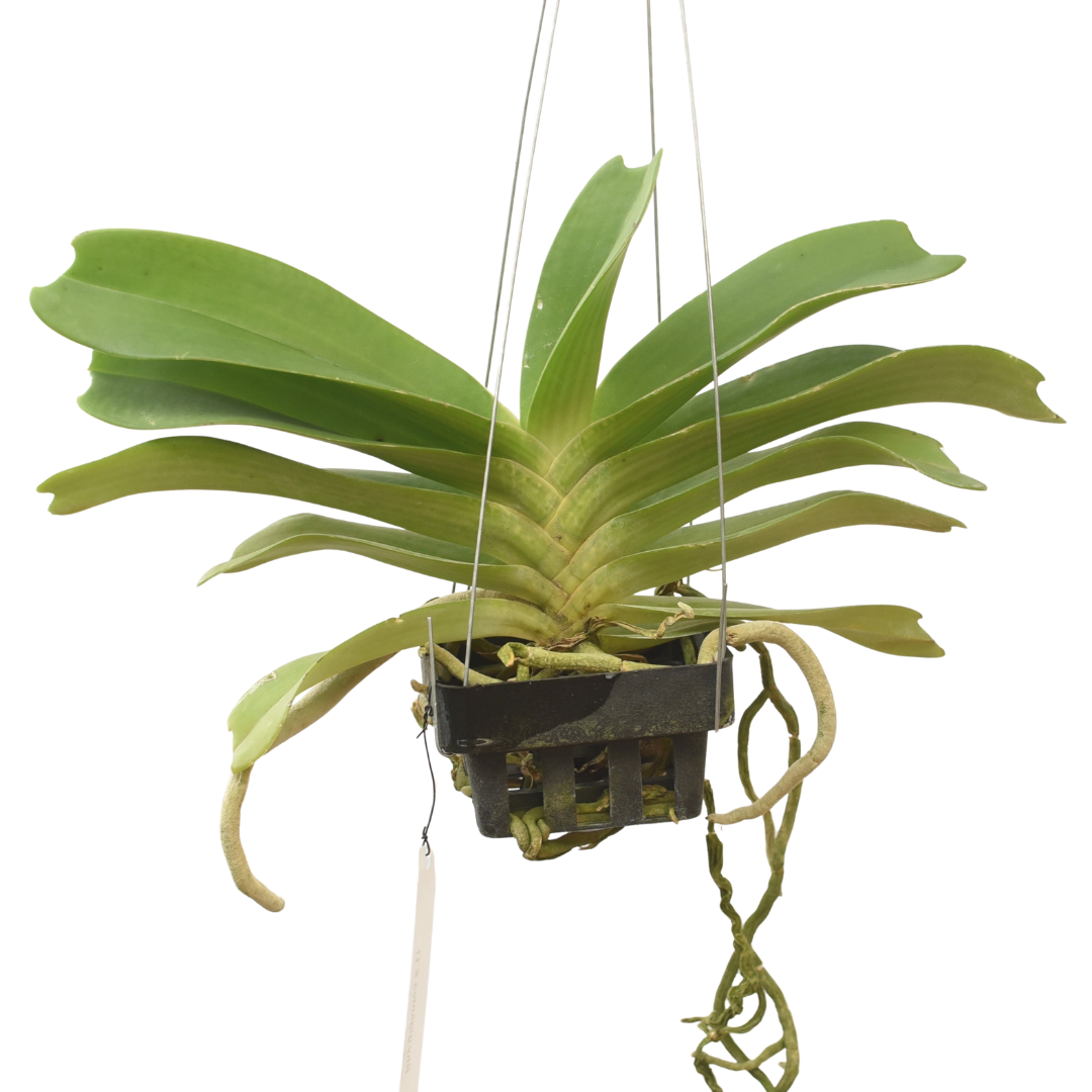 Rhynchostylis Gigantea White orchid plant growing in a hanging basket with broad green leaves and exposed aerial roots, a healthy tropical orchid suitable for Indian homes and orchid collectors