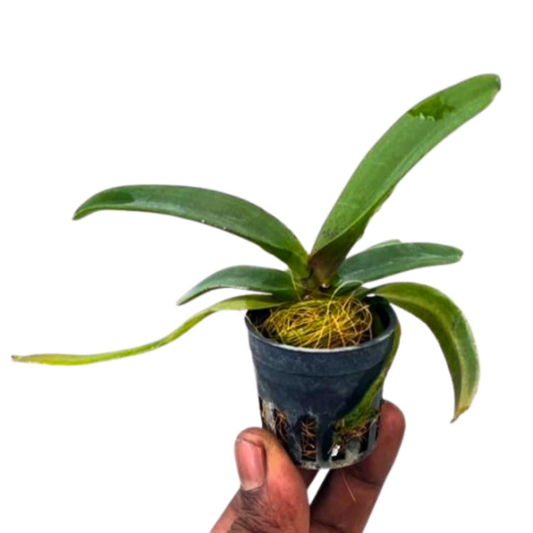 Rhynchostylis Gigantea White orchid plant growing in an airy hanging setup with broad green leaves and visible roots, a tropical orchid suited for Indian homes and plant collections