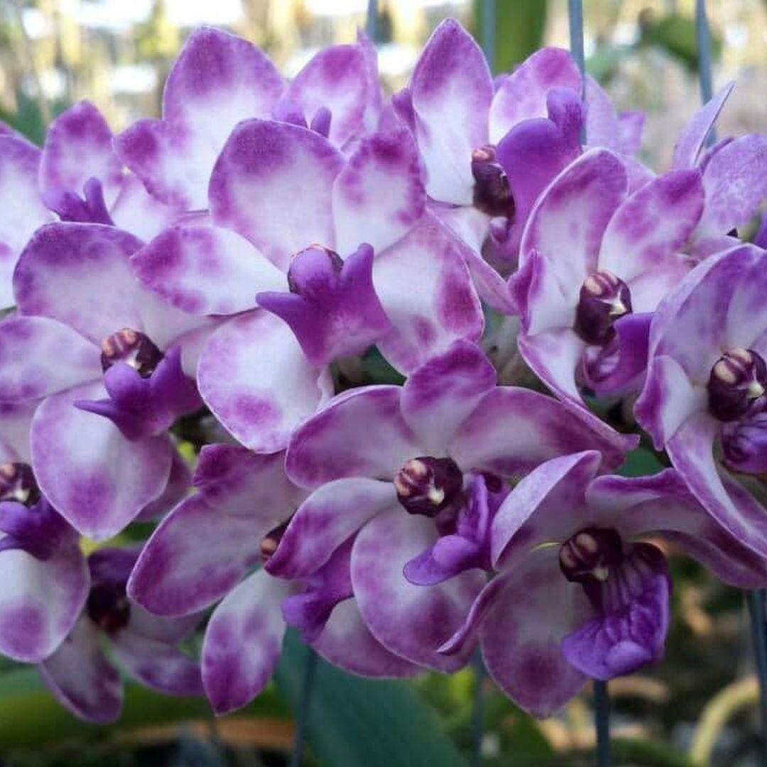Rhynchostylis Gigantea Blue beautiful orchid flower cluster with bluish lavender petals and purple spotting, dense foxtail orchid spike, fragrant tropical orchid in India