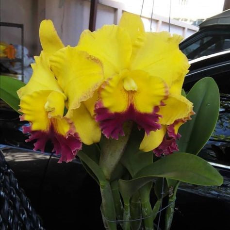 Rhyncholaeliocattleya Thongsuk Delight