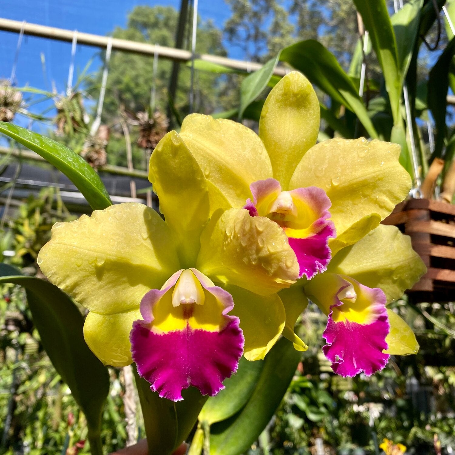 Cattleya Rlc. Lord Greenworth