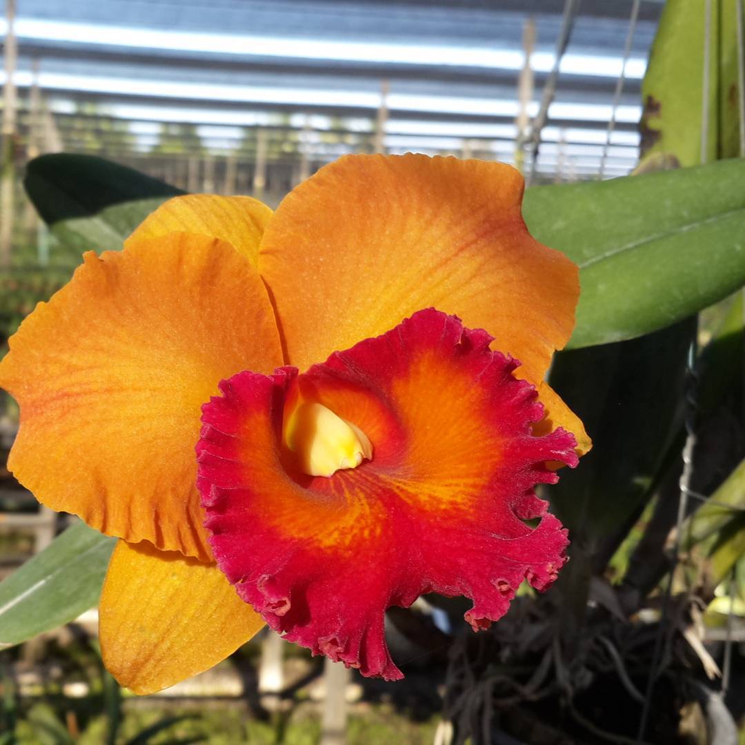 Rhyncholaeliocattleya Nakornchaisri Delight No. 3