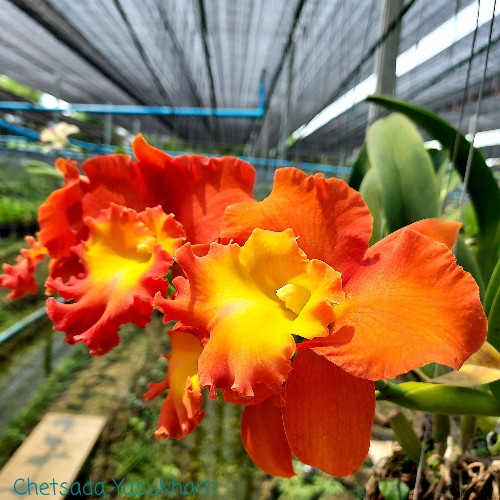 Rhyncholaeliocattleya Star of Siam