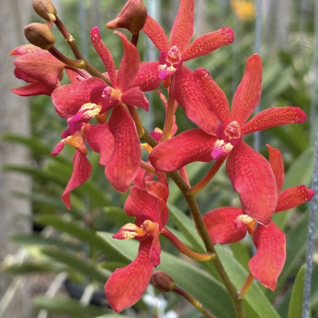 Rntda. Suwannaphum Blazing Scarlet