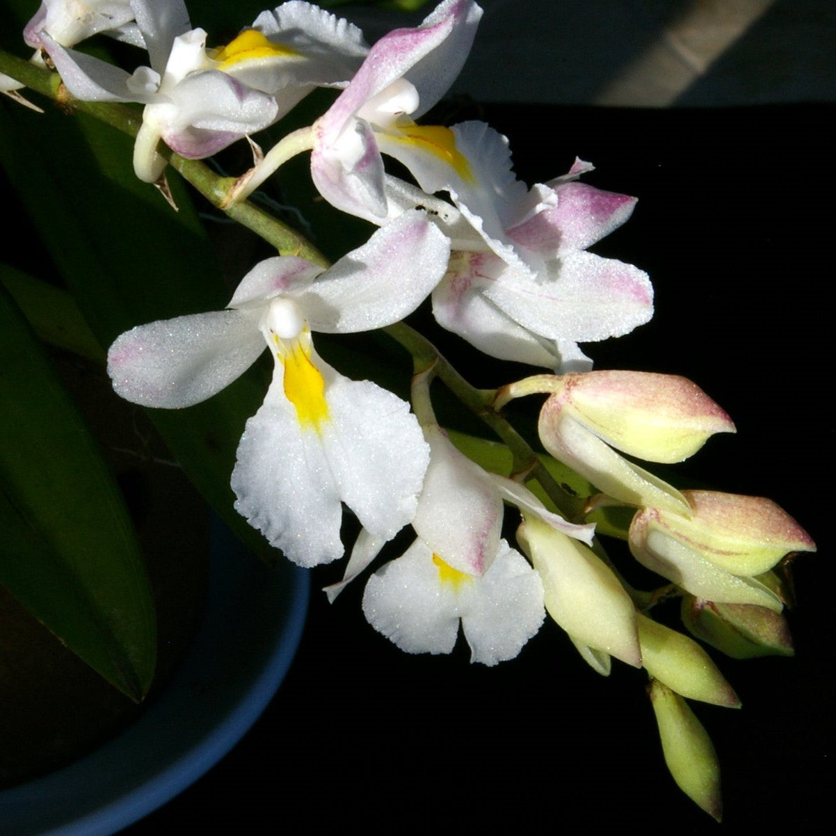 Rodriguezia venusta flowering orchid with small pastel blooms in arching sprays, tropical cascading flowers, exotic miniature orchid for home decor and rare plant enthusiasts.