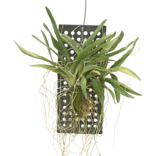 Rodriguezia venusta live orchid plant in hanging or mounted form with slender stems and green foliage, ornamental orchid plant for indoor display, balcony setup, and tropical plant collection.