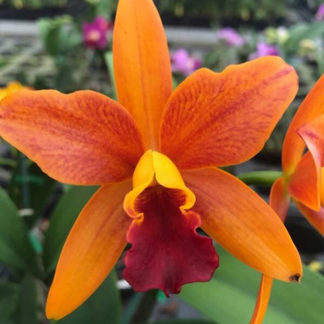Rth. Netrasiri Star Bright Orange Orchid Plant | Cattleya India