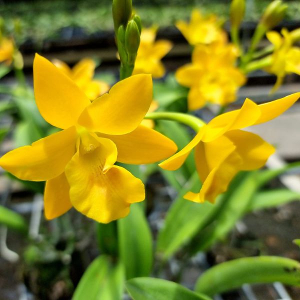 Cattleya STK Doll 'Charming'