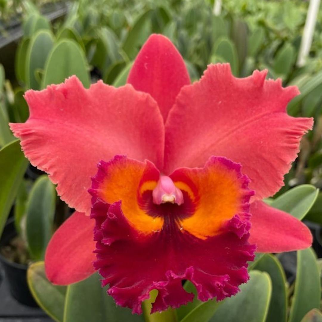 Brassolaeliocattleya Chaweewan Sunset