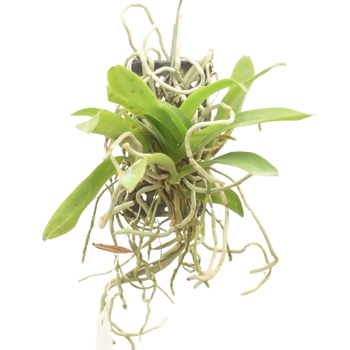 Saccolabiopsis pusilla orchid plant with compact growth and small leaves on short stems, miniature species orchid ideal for mounted display, terrarium setup, and indoor orchid collection in India.