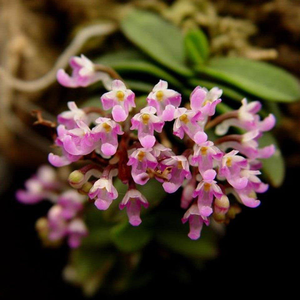 Schoenorchis fragrans orchid flowers with tiny pink lavender blooms in dense clusters, miniature fragrant orchid with delicate small flowers, exotic orchid for collectors in India.