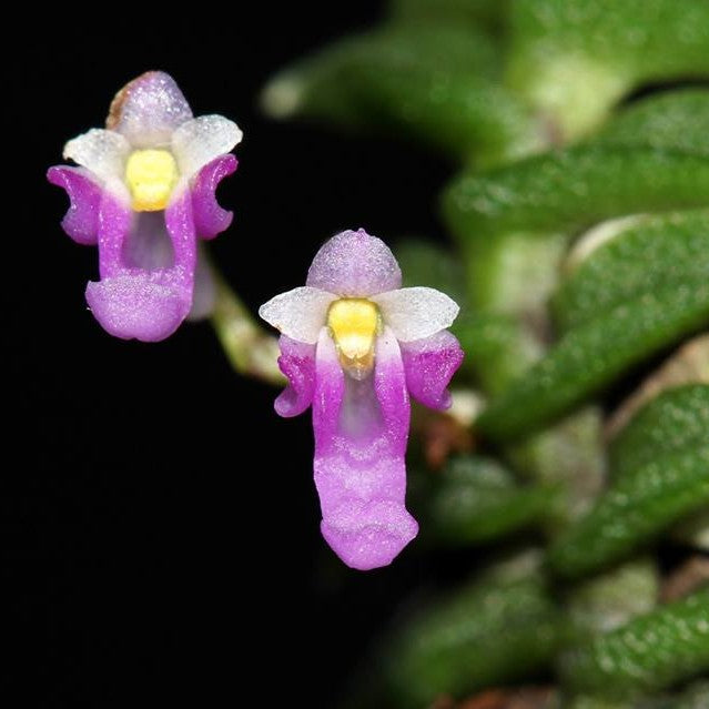 Schoenorchis scolopendria orchid with tiny pink to lilac flowers in dense clusters, miniature flowering orchid with delicate blooms, rare species orchid for collectors and indoor display in India.