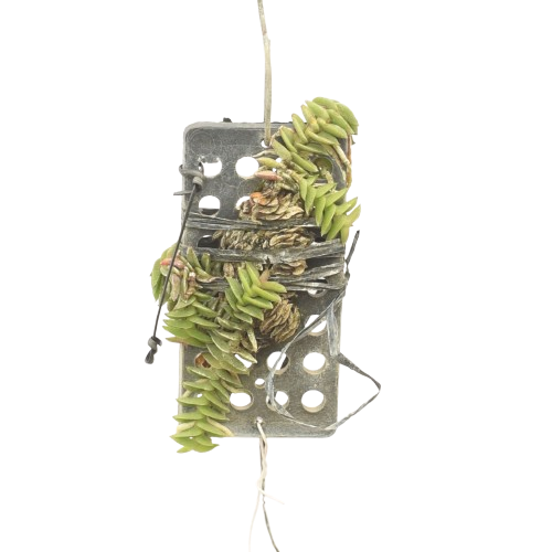 Schoenorchis scolopendria orchid plant with compact growth and small thick green leaves, miniature orchid in mounted setup, ideal for terrarium, balcony gardening, and orchid collection in India.