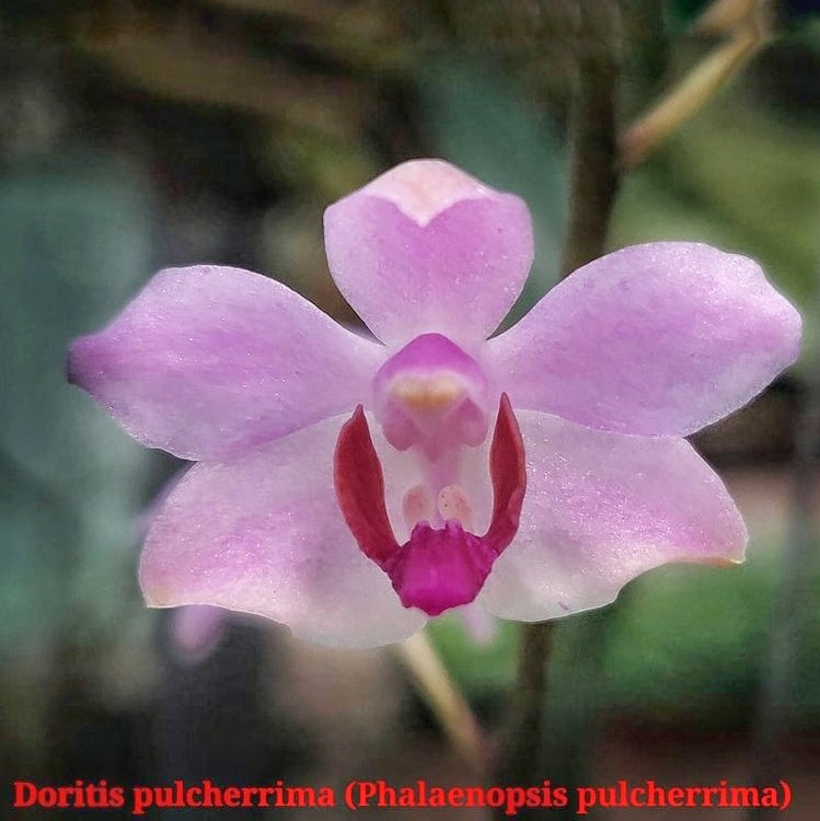 Doritis Pulcherrima(Phalaenopsis Pulcherrima)