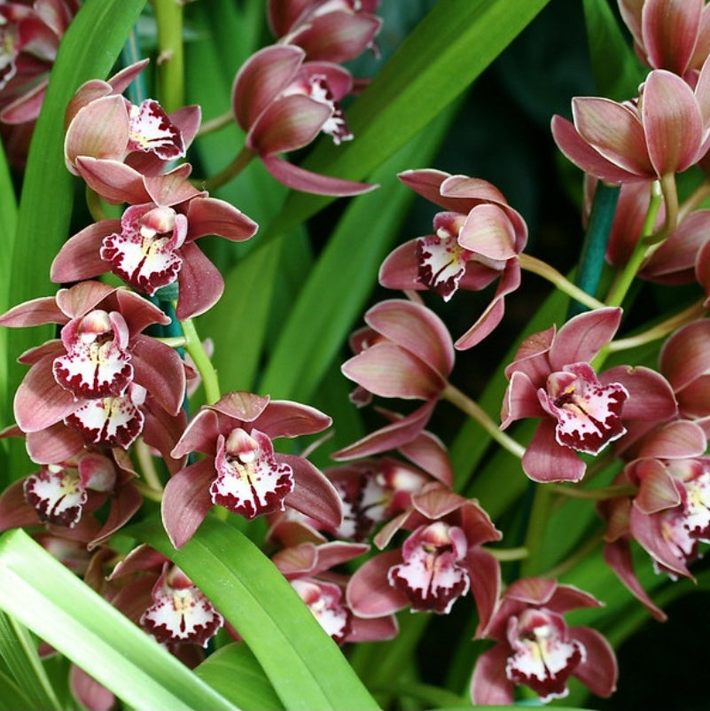 Introducing the charming Cymbidium Mini Beacon Orchid, a delightful floral treasure that will brighten up any space. This exceptional orchid variety features petite and captivating blooms that exude elegance and beauty.