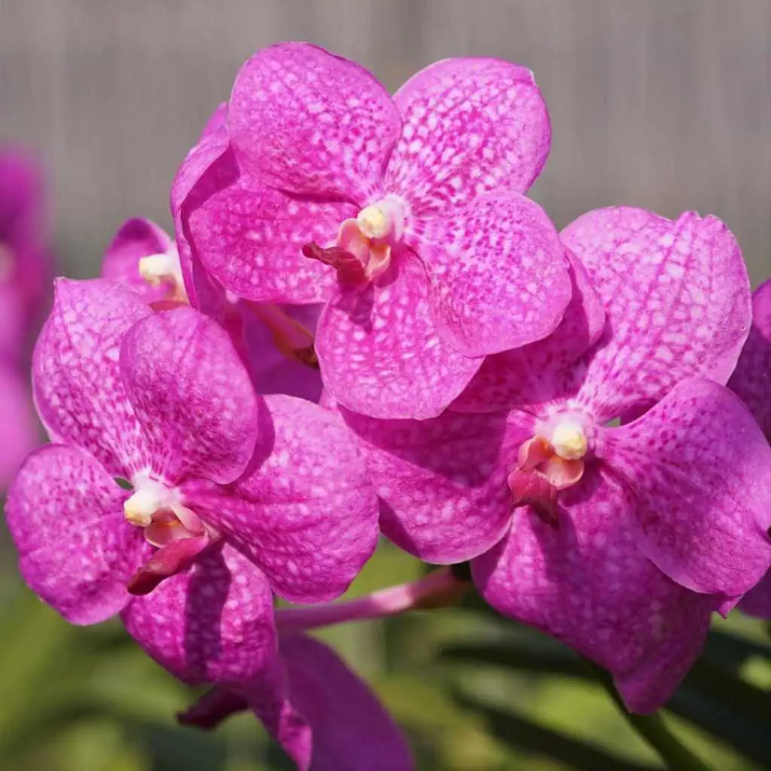 Vanda Siriporn Pink