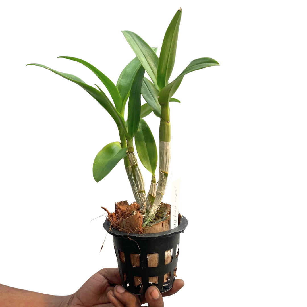 Dendrobium Sonia Purple Orchid - Vibrant Purple Blooms - Exquisite Beauty - Order Now