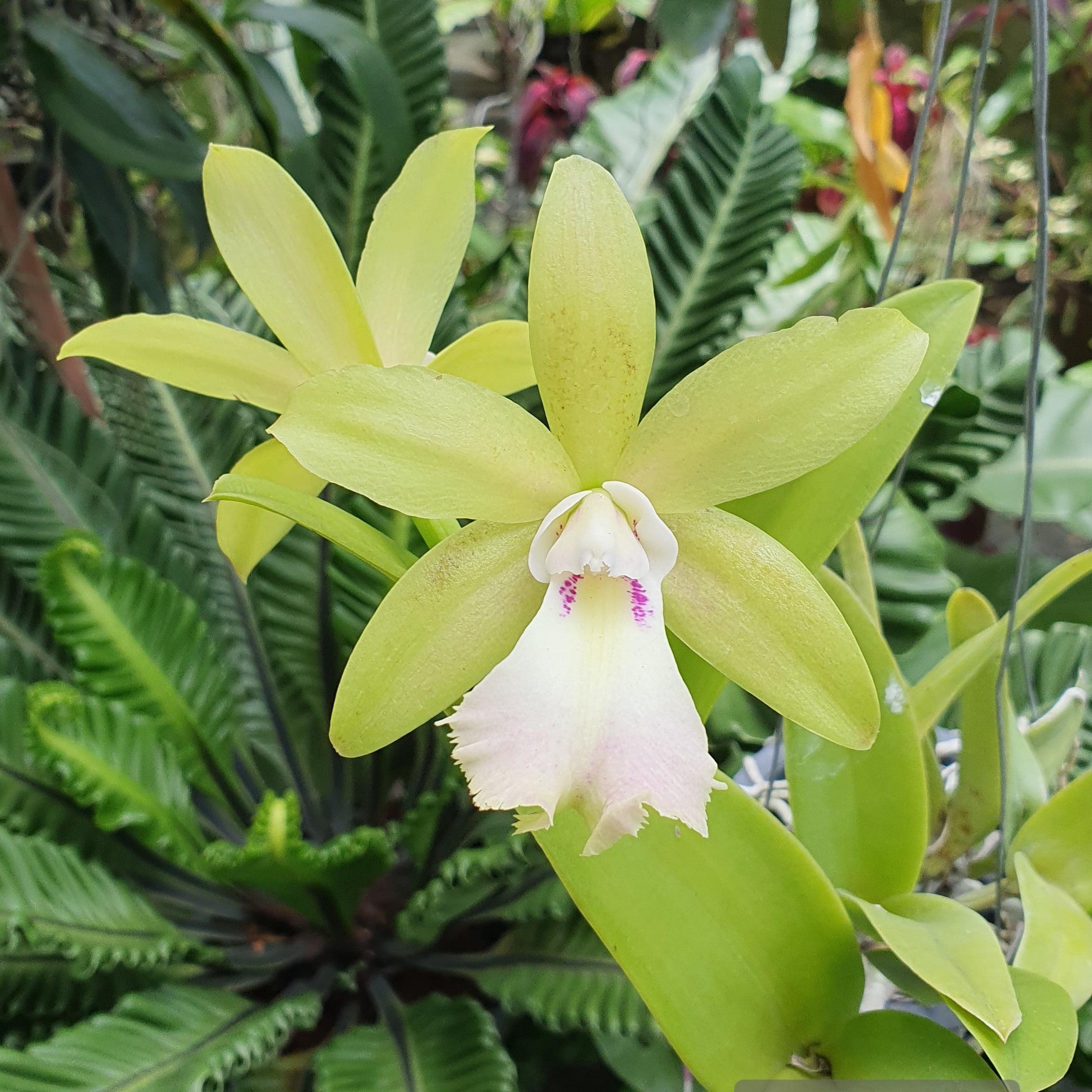 Rhynchobrassoleya Suwan Green