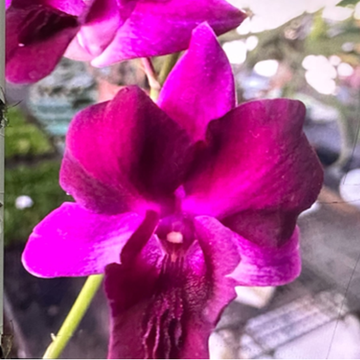Dendrobium Thacheen Splash (Den-Cat)