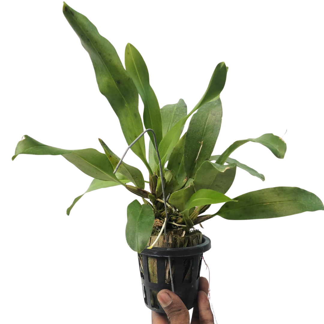 Thecopus maingayi orchid flower with unusual waxy yellow to greenish yellow blooms marked with deep maroon spotting and exotic tropical orchid beauty ideal for Orchid Plants Online India, rare species orchid collections, indoor orchid displays, and customers looking to buy premium orchid plants online in India.