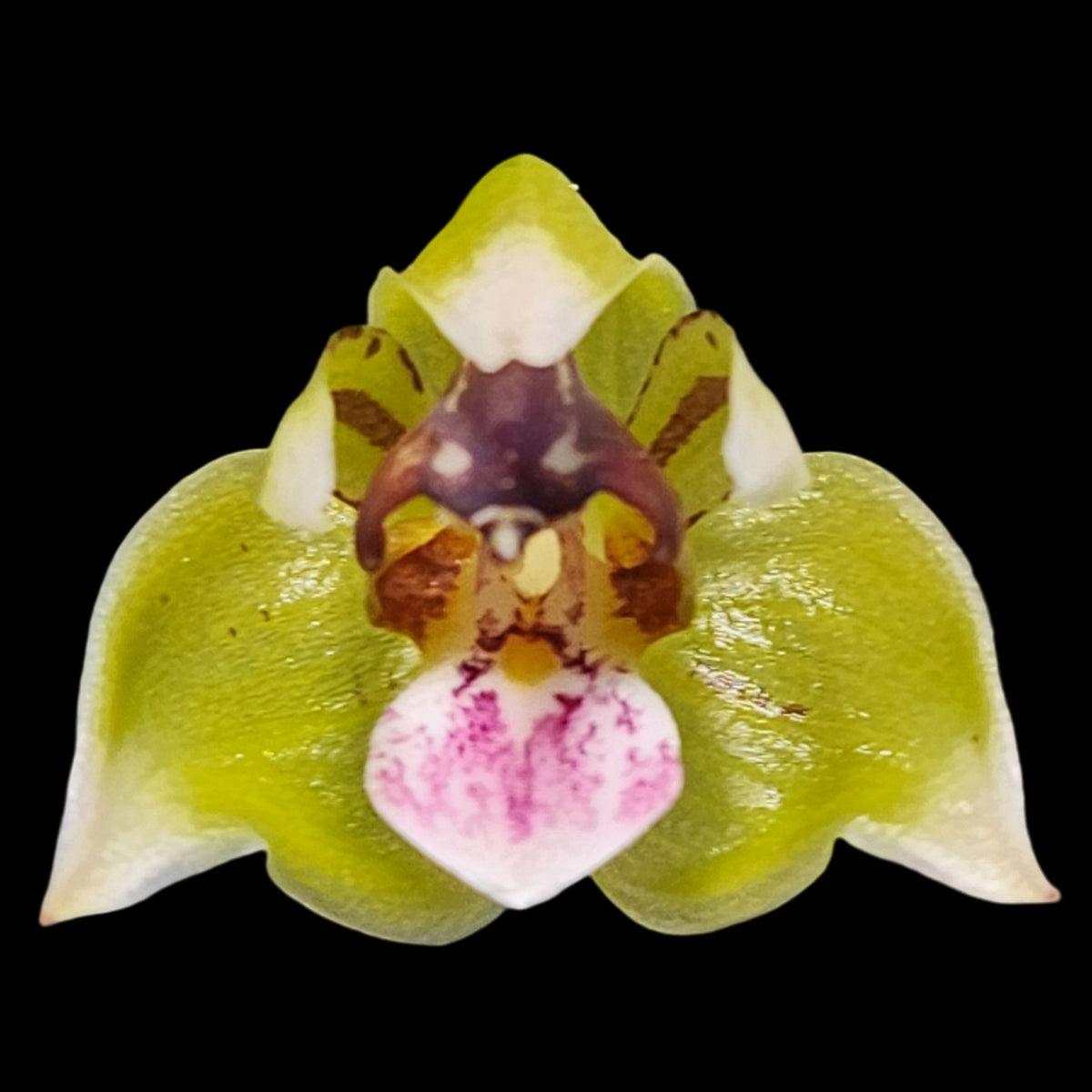 Thecopus maingayi orchid flower with unusual waxy yellow to greenish yellow blooms marked with deep maroon spotting and exotic tropical orchid beauty ideal for Orchid Plants Online India, rare species orchid collections, indoor orchid displays, and customers looking to buy premium orchid plants online in India.