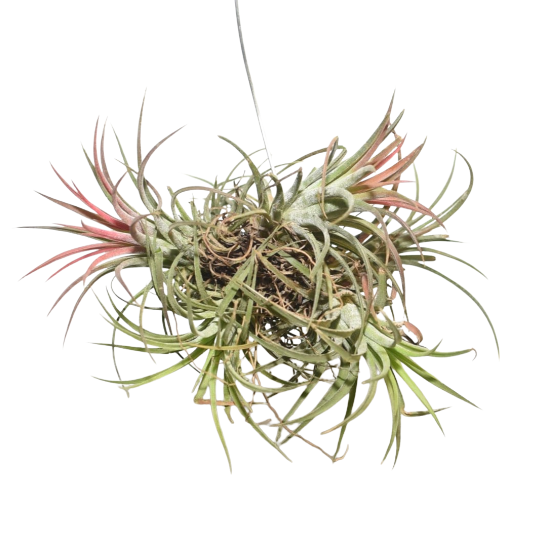 Healthy Tillandsia Rubra Red air plant featuring ruby red leaves, compact clustered growth, silvery trichomes, and premium tropical Tillandsia appearance ideal for driftwood mounting, hanging displays, wall decor, terrariums, and modern indoor gardening in India. Rare exotic air plant suitable for beginners, collectors, and stylish indoor plant setups.