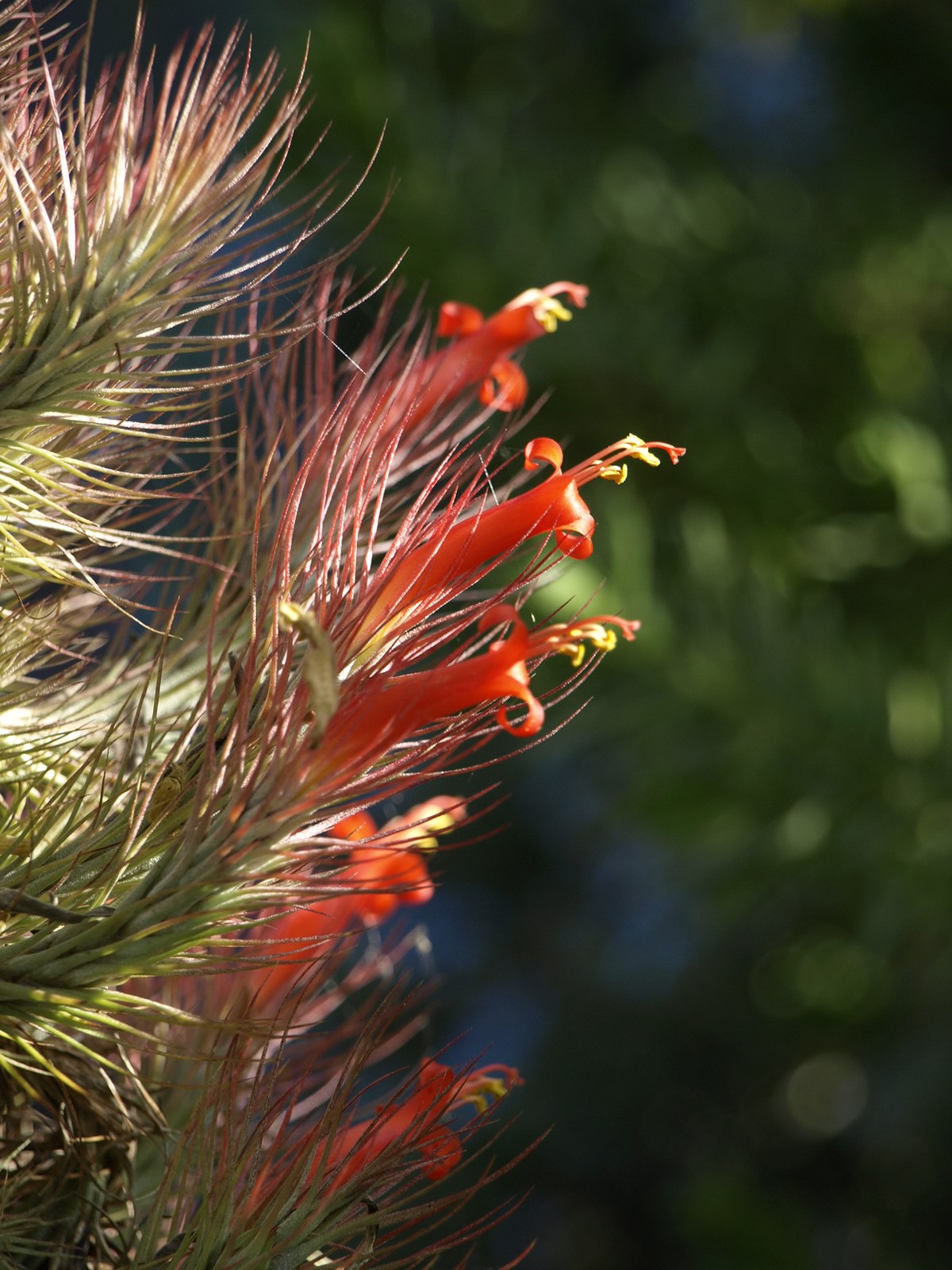 Tillandsia Funckiana