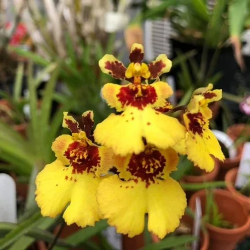 Tolumnia Jairak Firm Lion orchid flower with bright golden yellow petals and mahogany red patterns, miniature dancing lady orchid blooms, exotic tropical flowering orchid India