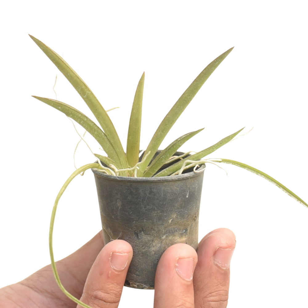 Tolumnia Jairak Rainbow Yellow x Gold Mine compact orchid plant with fan shaped foliage and miniature growth habit, tropical indoor orchid suitable for mounted displays, small spaces and Indian climate