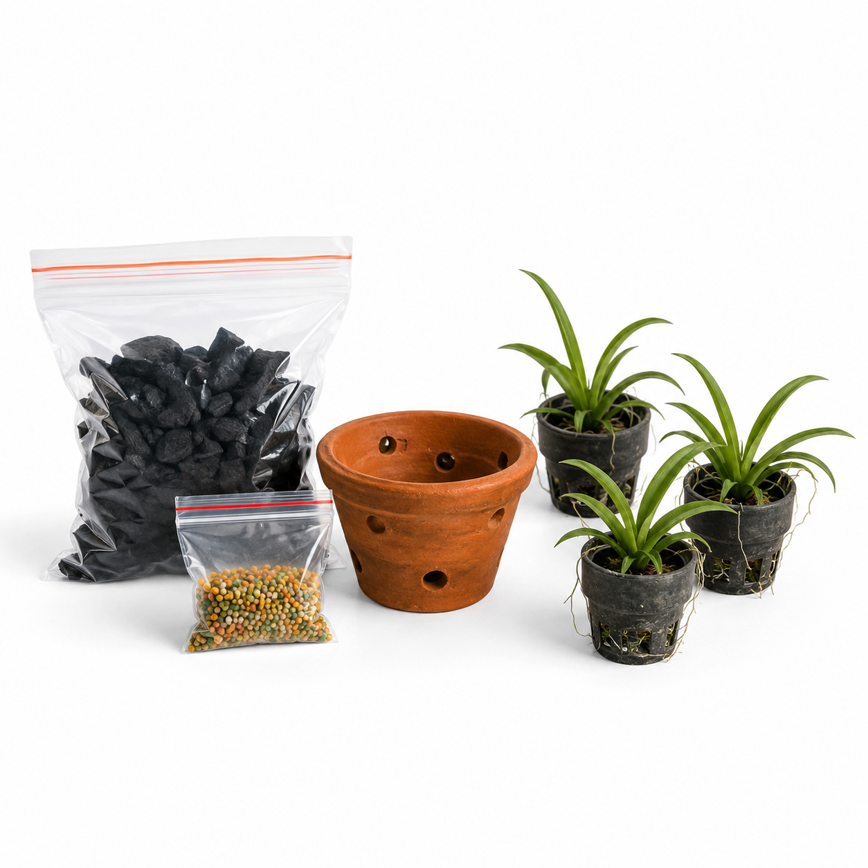 Beginner friendly Tolumnia Orchid Starter Kit with healthy Tolumnia orchid plants, clay pot, charcoal potting media, and slow-release fertilizer for easy orchid care.