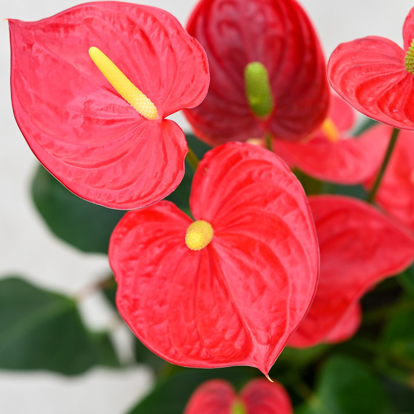 "Anthurium Tremendo - vibrant tropical blooms against lush green foliage - premium exotic plant  at Click Orchid