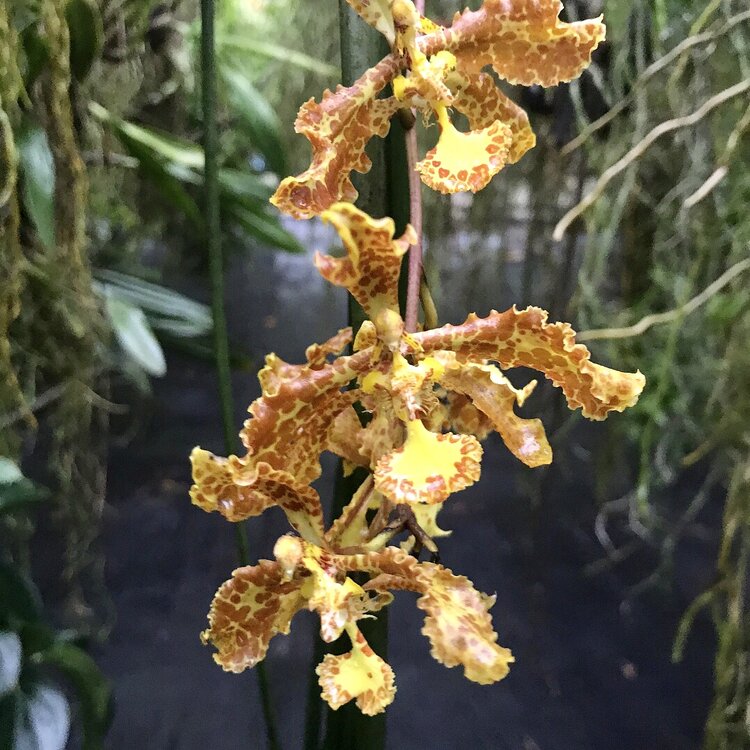 Mature blooming-size Trichocentrum stacyi orchid mounted naturally on a wooden slab, featuring its signature long, cascading, cylindrical rat-tail terete leaves.