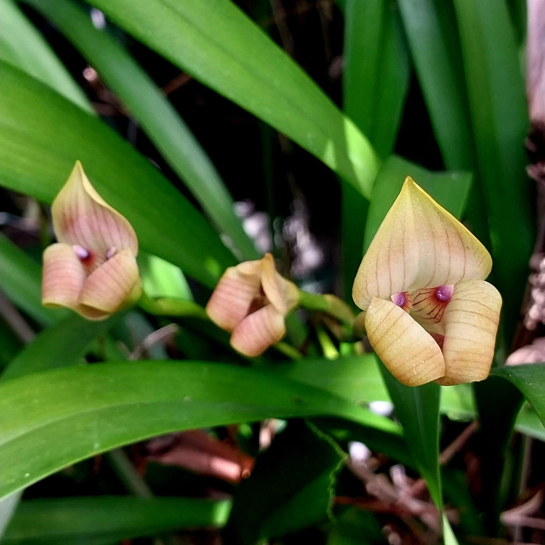 Trigonidium egertonianum exotic orchid bloom with bold yellow and brown striped triangular petals, rare species orchid, tropical flowering orchid for collectors and home decor in India.