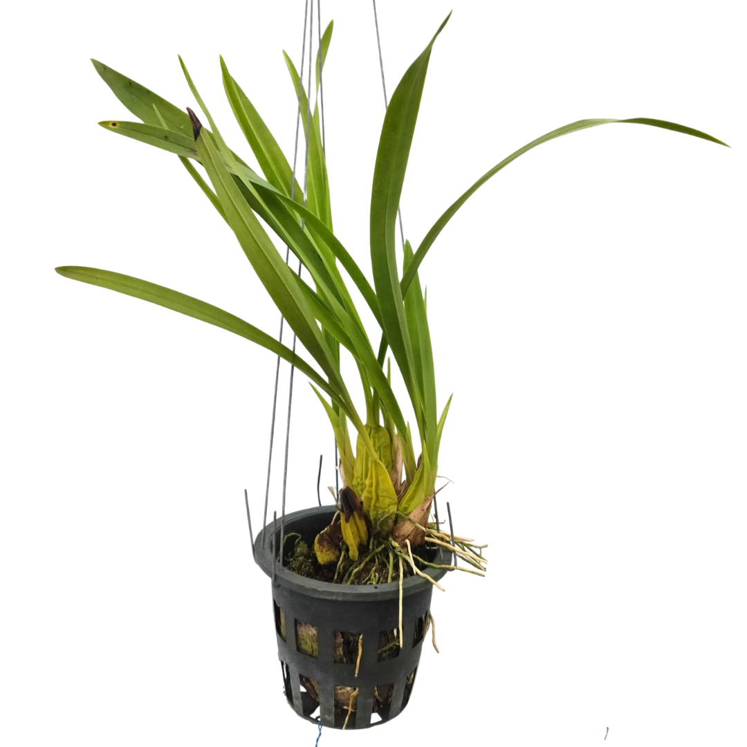 Trigonidium egertonianum live orchid plant with healthy green leaves in pot, unusual orchid variety for indoor gardening, balcony plants, and rare orchid collection in India.