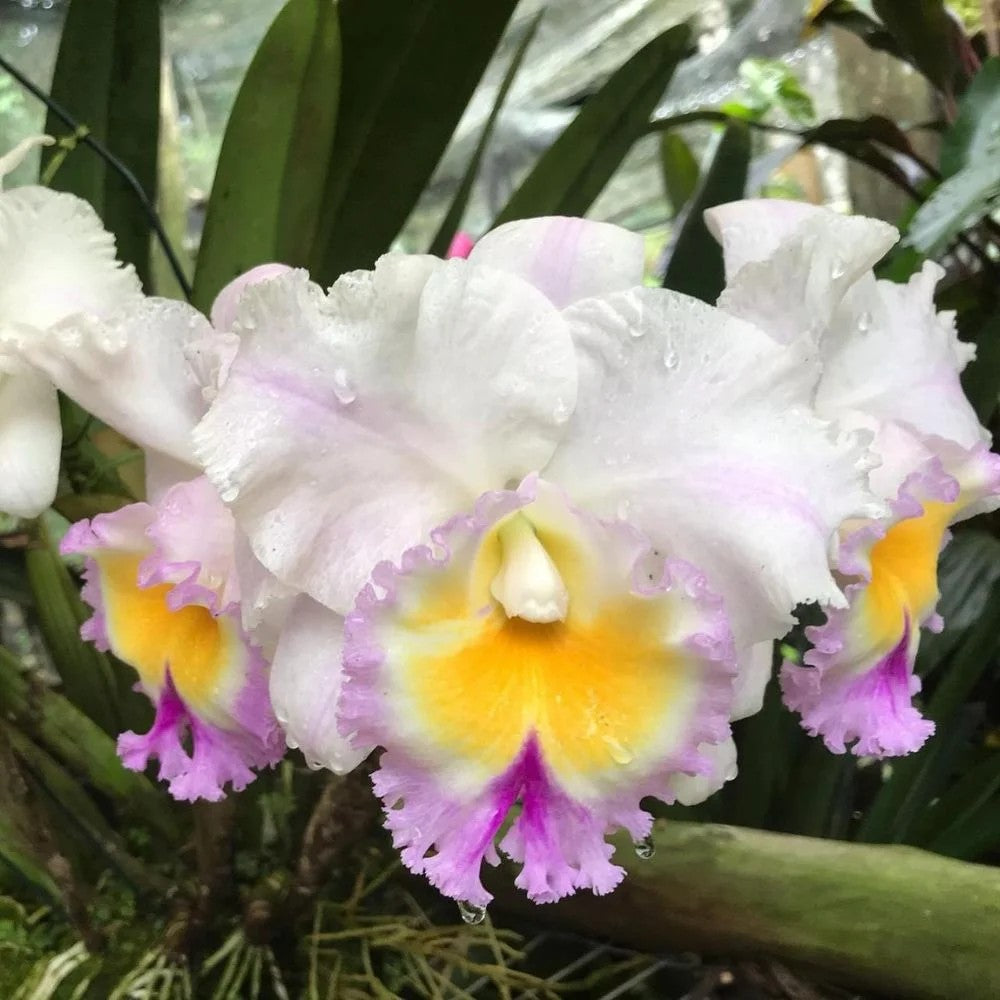 Cattleya California Girl "Orchilabrary"