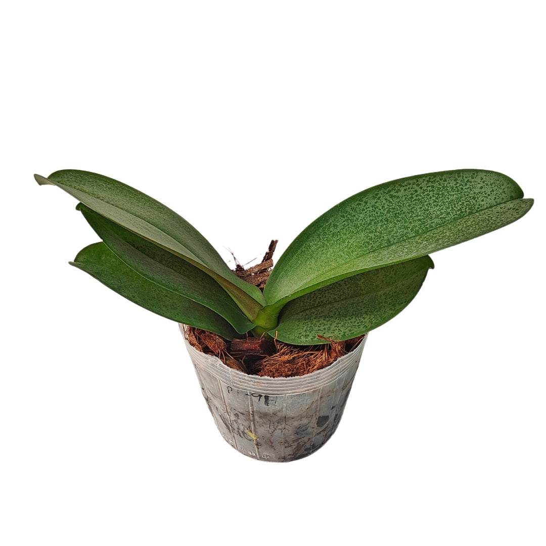 Phalaenopsis Zola