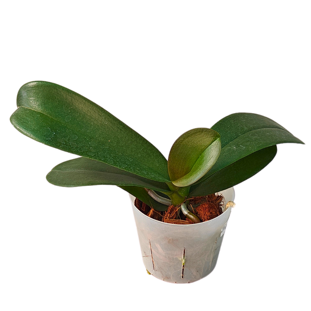 Phalaenopsis Red Eye