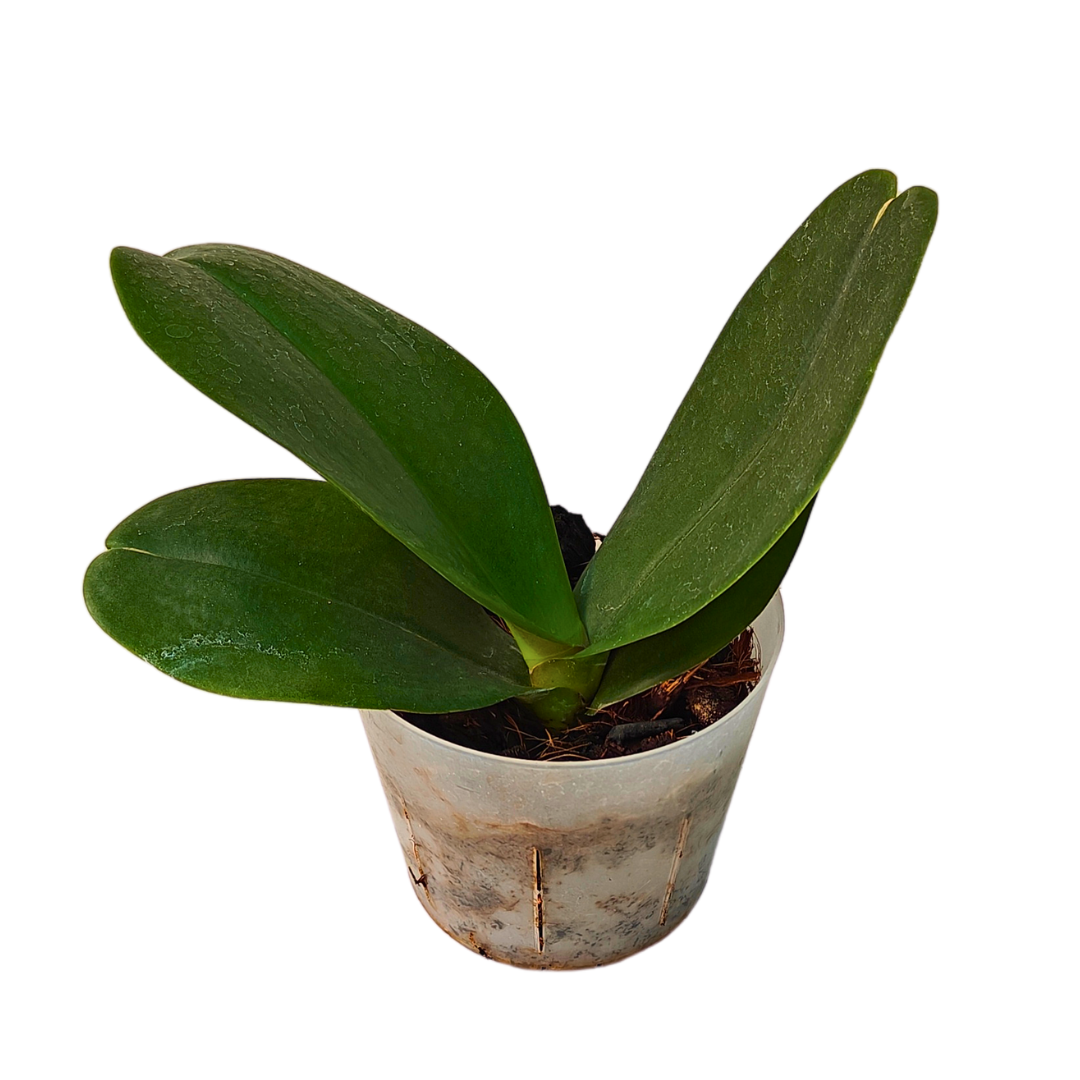 Phalaenopsis Mint