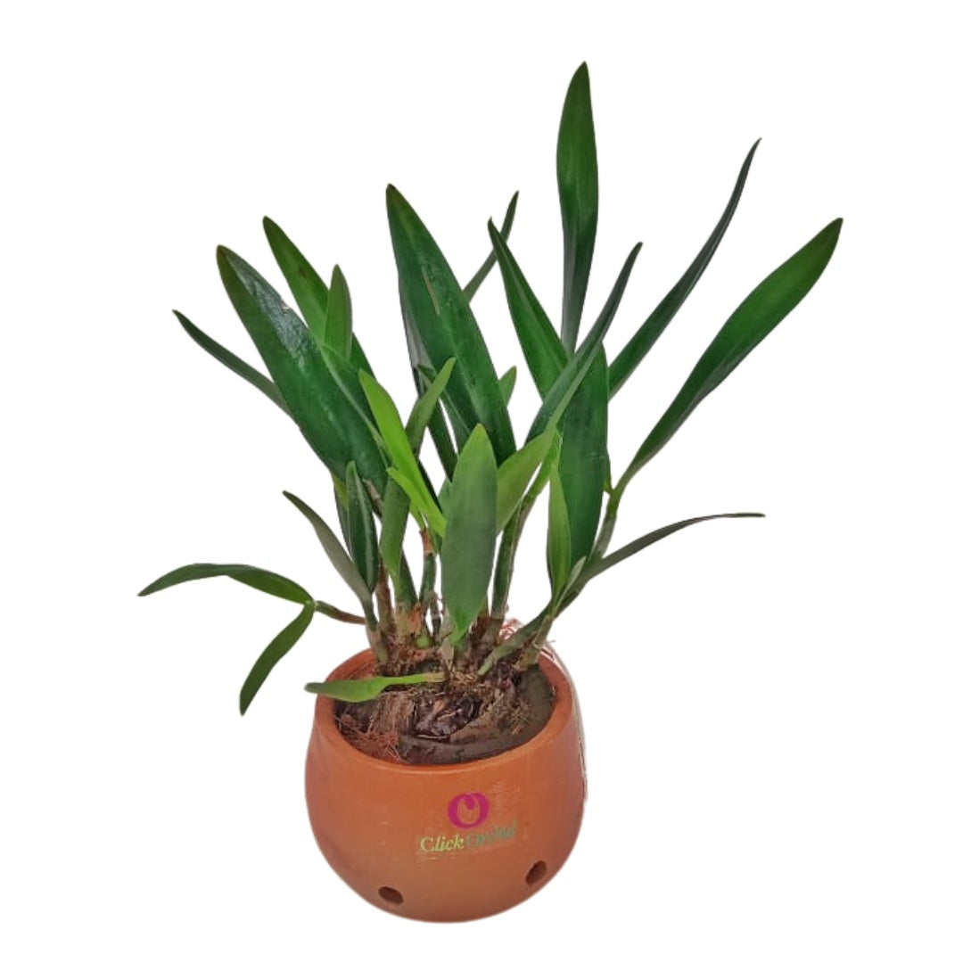 Cattleytonia Batalinii Maui Maid White