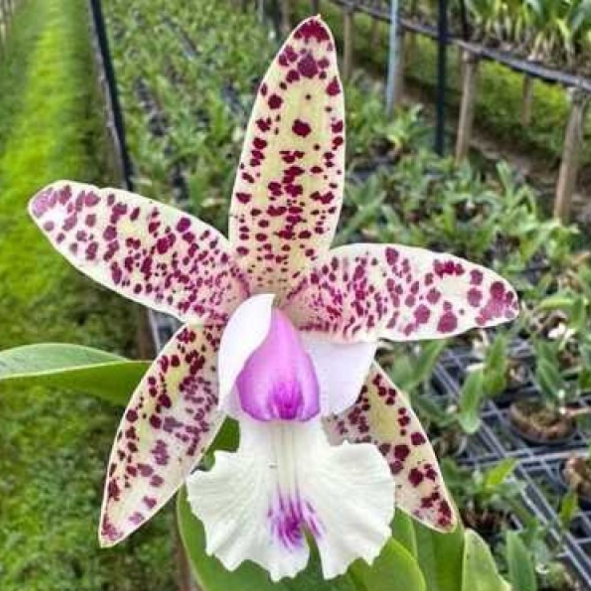 Cattleya Little Quail