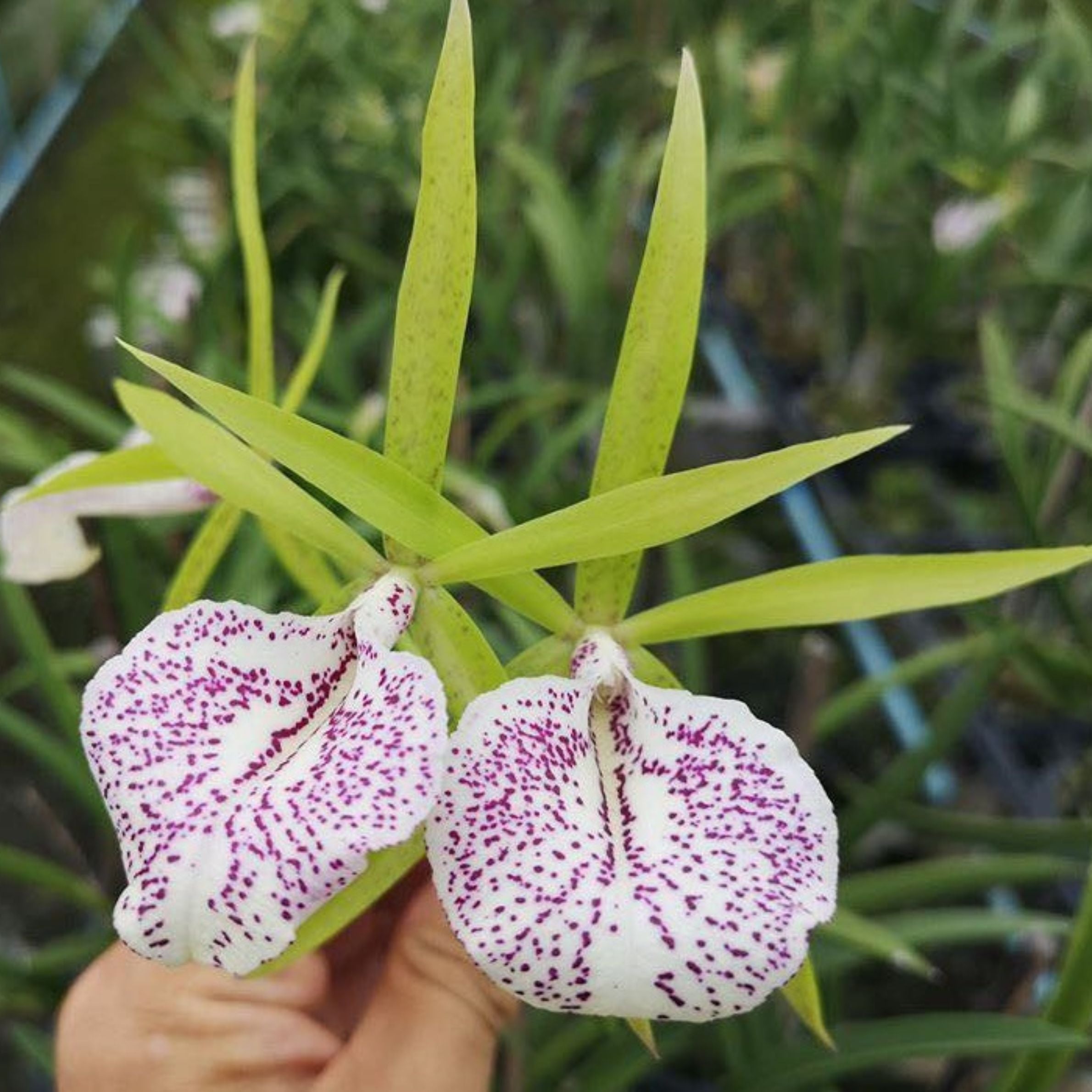 Cattleya Nakonpathom Silver