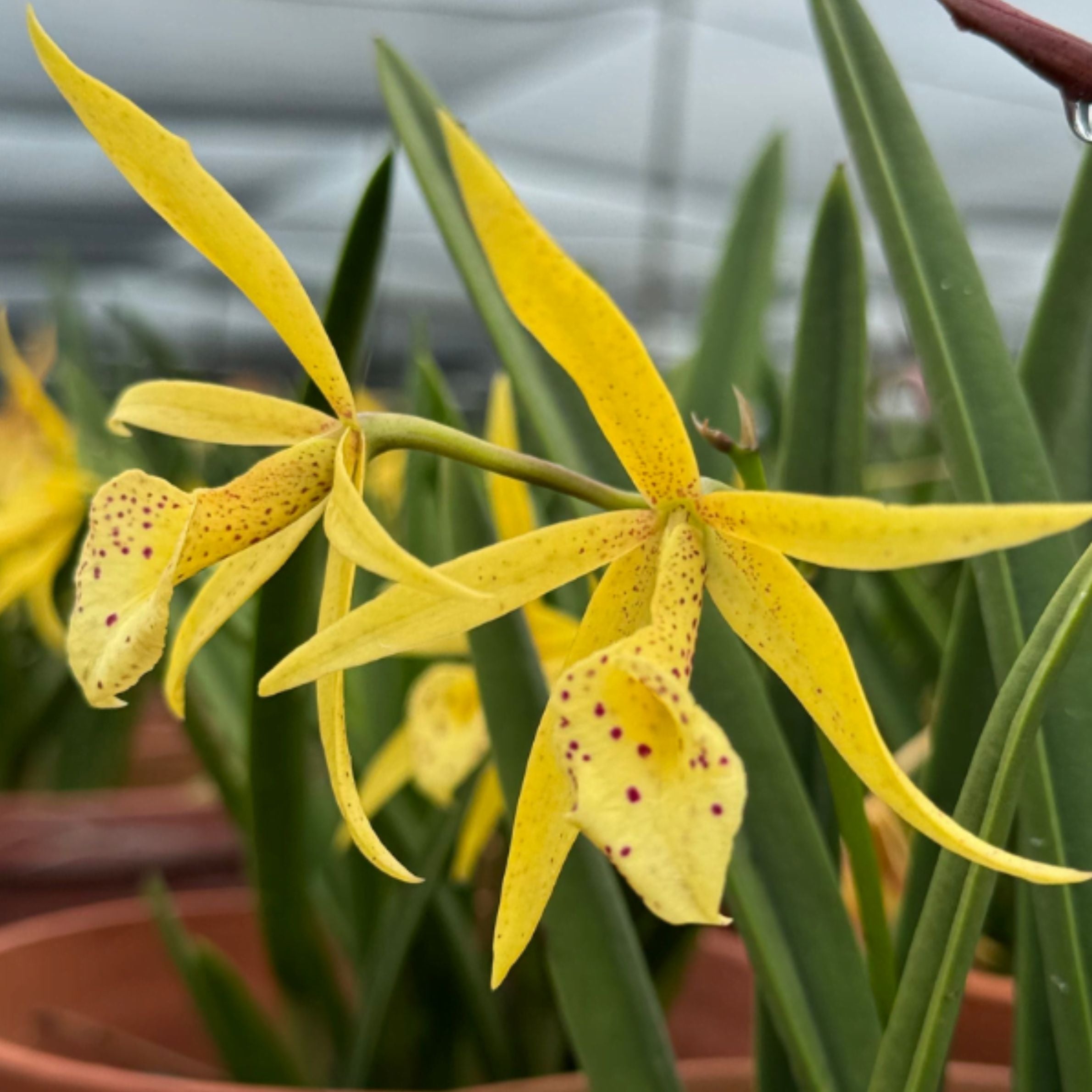 Cattleya Yellow Bird