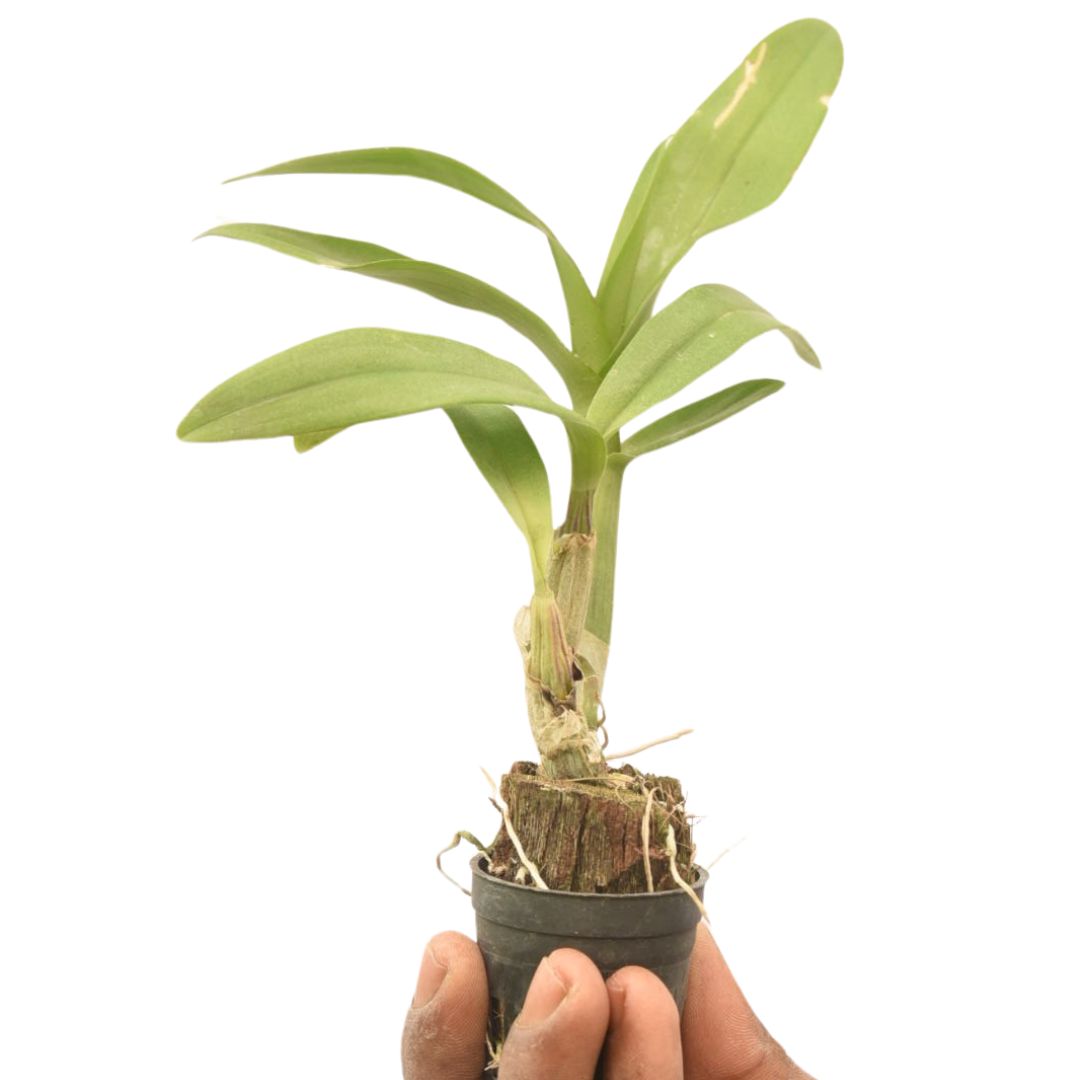Dendrobium Sonia Erika