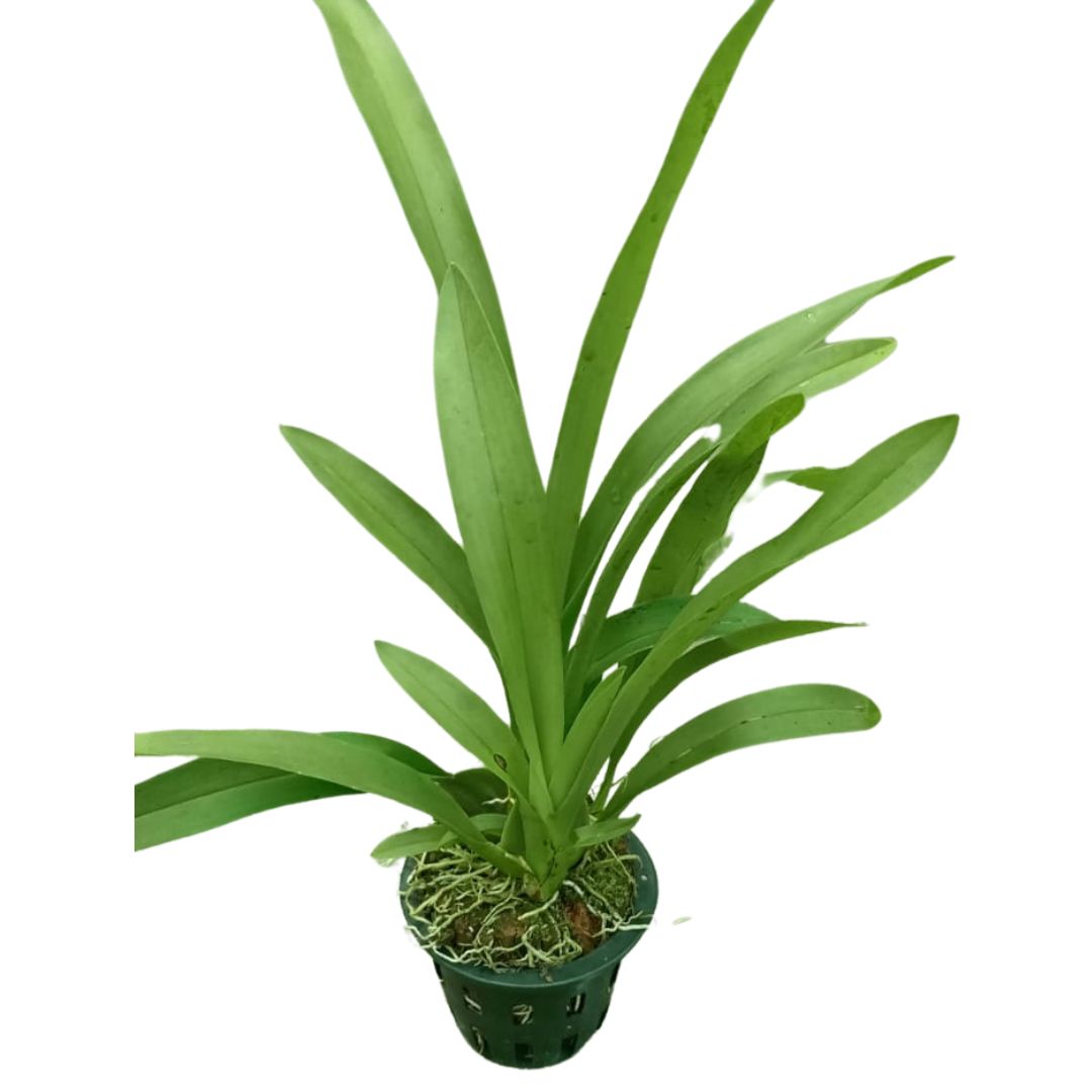 Oncidium Yuan Nan Fragrant